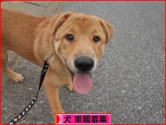にほんブログ村 犬ブログ 犬 里親募集へ