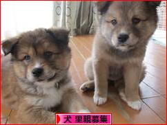 にほんブログ村 犬ブログ 犬 里親募集へ