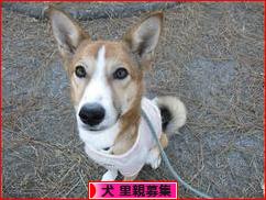 にほんブログ村 犬ブログ 犬 里親募集へ
