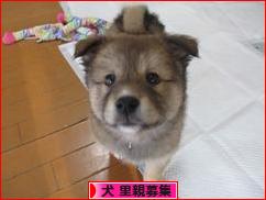 にほんブログ村 犬ブログ 犬 里親募集へ