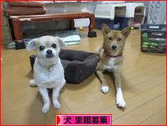 にほんブログ村 犬ブログ 犬 里親募集へ