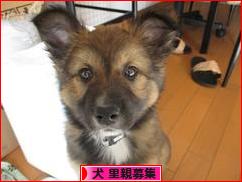 にほんブログ村 犬ブログ 犬 里親募集へ