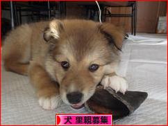 にほんブログ村 犬ブログ 犬 里親募集へ