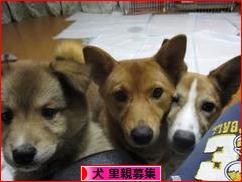 にほんブログ村 犬ブログ 犬 里親募集へ