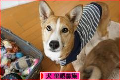 にほんブログ村 犬ブログ 犬 里親募集へ