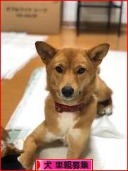 にほんブログ村 犬ブログ 犬 里親募集へ