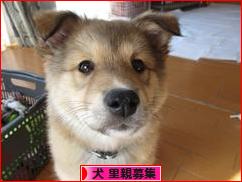 にほんブログ村 犬ブログ 犬 里親募集へ