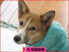 にほんブログ村 犬ブログ 犬 里親募集へ