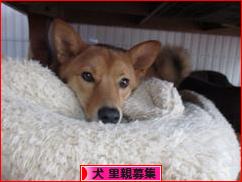 にほんブログ村 犬ブログ 犬 里親募集へ