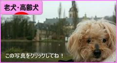 にほんブログ村 犬ブログ 老犬・高齢犬へ
