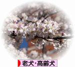 にほんブログ村 犬ブログ 老犬・高齢犬へ