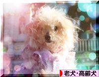 にほんブログ村 犬ブログ 老犬・高齢犬へ