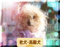 にほんブログ村 犬ブログ 老犬・高齢犬へ