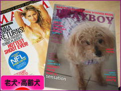 にほんブログ村 犬ブログ 老犬・高齢犬へ