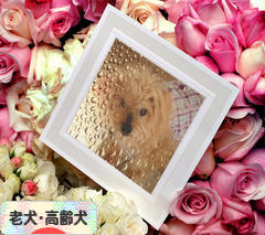 にほんブログ村 犬ブログ 老犬・高齢犬へ