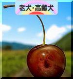 にほんブログ村 犬ブログ 老犬・高齢犬へ