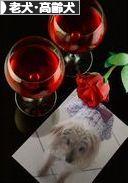 にほんブログ村 犬ブログ 老犬・高齢犬へ