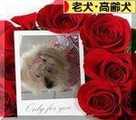 にほんブログ村 犬ブログ 老犬・高齢犬へ