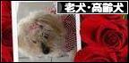 にほんブログ村 犬ブログ 老犬・高齢犬へ