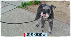 にほんブログ村 犬ブログ 老犬・高齢犬へ