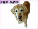 にほんブログ村 犬ブログ 老犬・高齢犬へ