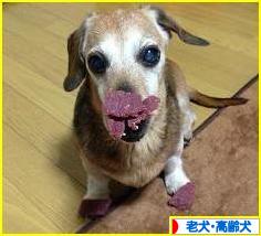にほんブログ村 犬ブログ 老犬・高齢犬へ