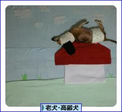 にほんブログ村 犬ブログ 老犬・高齢犬へ