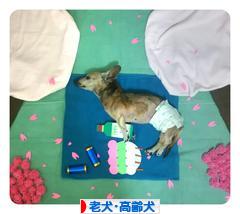 にほんブログ村 犬ブログ 老犬・高齢犬へ