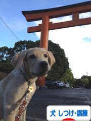 にほんブログ村 犬ブログ 犬 しつけ・訓練へ