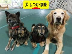 にほんブログ村 犬ブログ 犬 しつけ・訓練へ