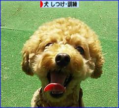 にほんブログ村 犬ブログ 犬 しつけ・訓練へ