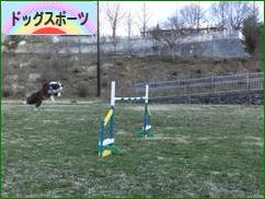 にほんブログ村 犬ブログ ドッグスポーツへ