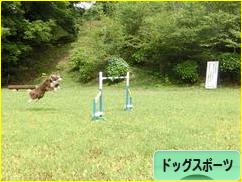 にほんブログ村 犬ブログ ドッグスポーツへ