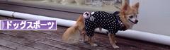 にほんブログ村 犬ブログ ドッグスポーツへ