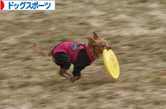 にほんブログ村 犬ブログ ドッグスポーツへ