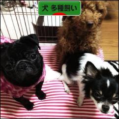 にほんブログ村 犬ブログ 犬 多種飼い（多犬種飼い）へ