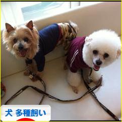 にほんブログ村 犬ブログ 犬 多種飼い(多犬種飼い)へ
