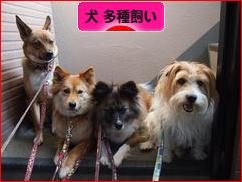 にほんブログ村 犬ブログ 犬 多種飼い（多犬種飼い）へ