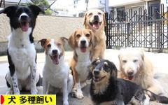 にほんブログ村 犬ブログ 犬 多種飼い（多犬種飼い）へ