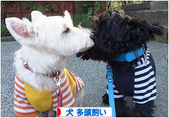 にほんブログ村 犬ブログ 犬 多頭飼いへ