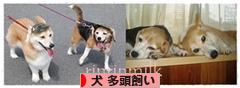 にほんブログ村 犬ブログ 犬 多頭飼いへ