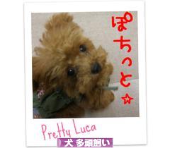 にほんブログ村 犬ブログ 犬 多頭飼いへ
