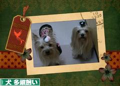 にほんブログ村 犬ブログ 犬 多頭飼いへ