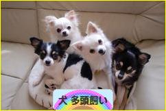 にほんブログ村 犬ブログ 犬 多頭飼いへ