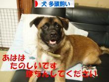 にほんブログ村 犬ブログ 犬 多頭飼いへ