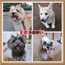 にほんブログ村 犬ブログ 犬 多頭飼いへ