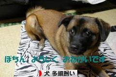 にほんブログ村 犬ブログ 犬 多頭飼いへ