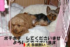 にほんブログ村 犬ブログ 犬 多頭飼いへ