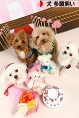 にほんブログ村 犬ブログ 犬 多頭飼いへ