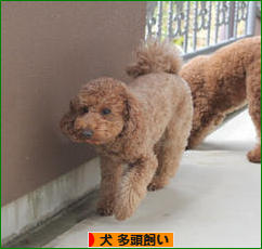 にほんブログ村 犬ブログ 犬 多頭飼いへ